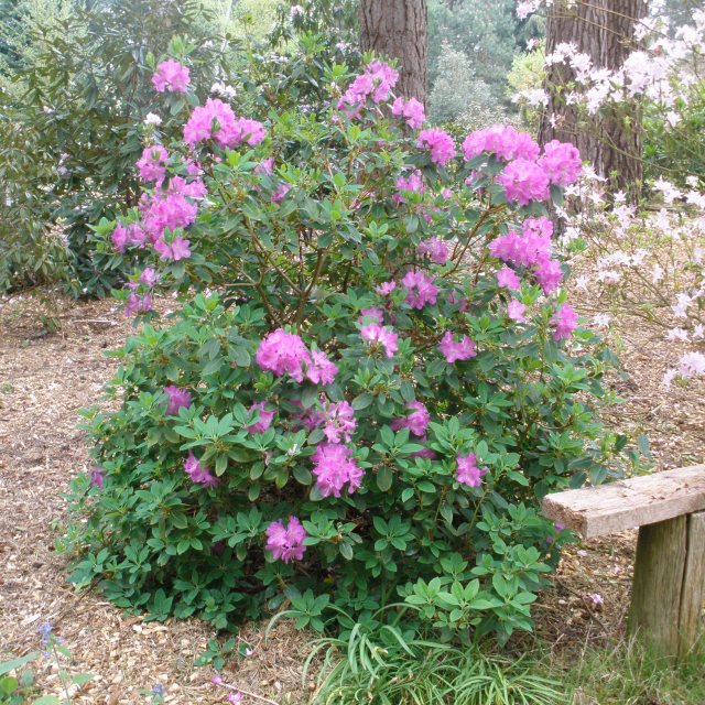 rhododendron rosalind Roseum Elegans Rhododendron