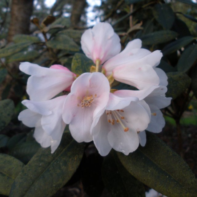 Rhododendron pachysanthum 'Crosswater'  AGM