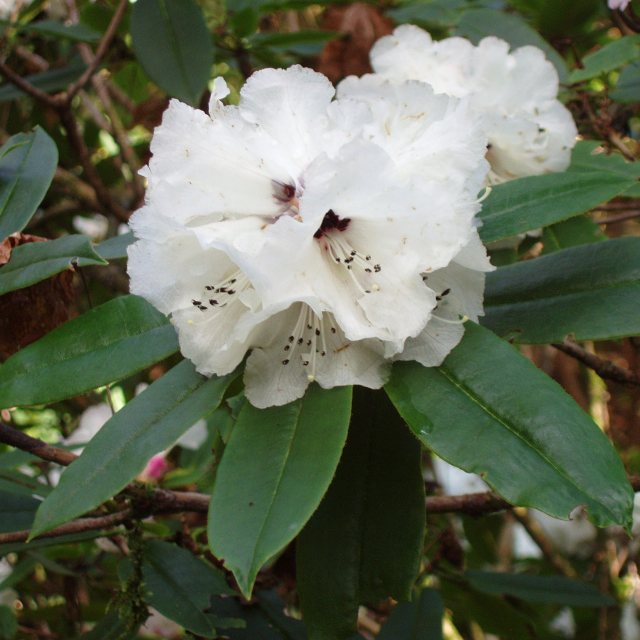 Rhododendron pachytrichum 'Sesame'