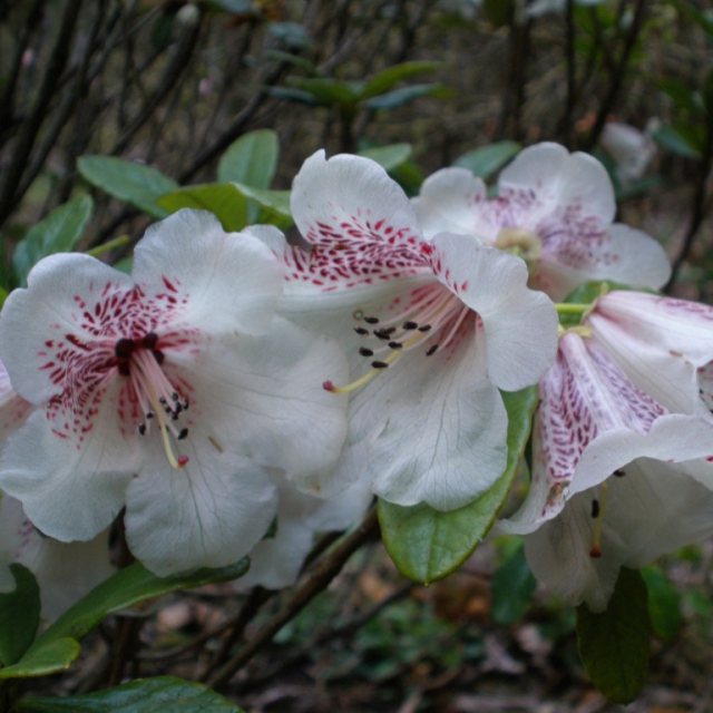 Rhododendron parmulatum  KW 5876