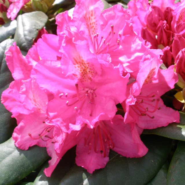 Rhododendron Pearce's American Beauty, American Beauty Rhododendrons -  Millais Nurseries
