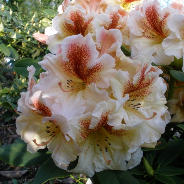 Rhododendron Peggy