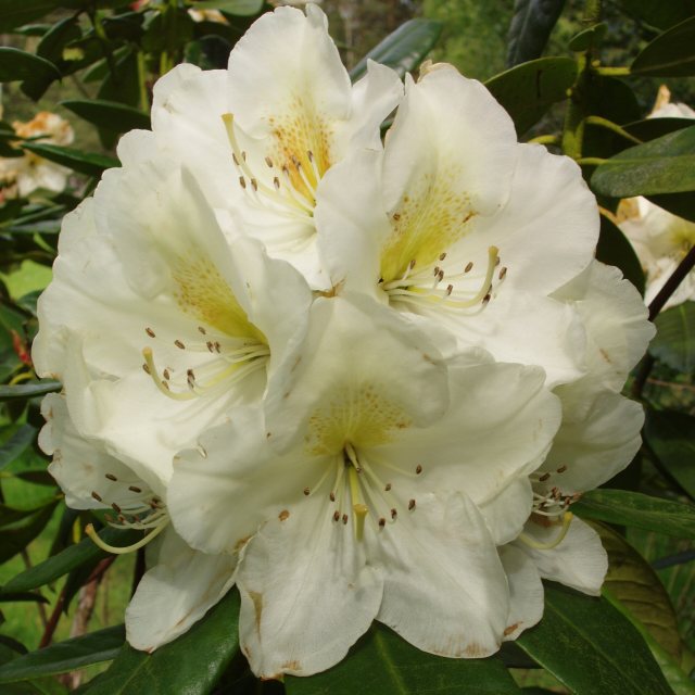 Rhododendron Phyllis Korn