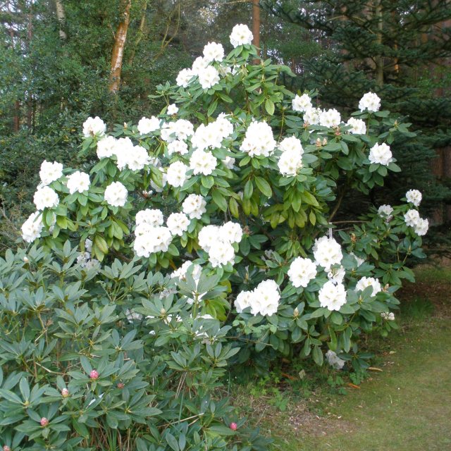 kissen rhododendron Rhododendron Schneekissen  Spanne Plantesalg