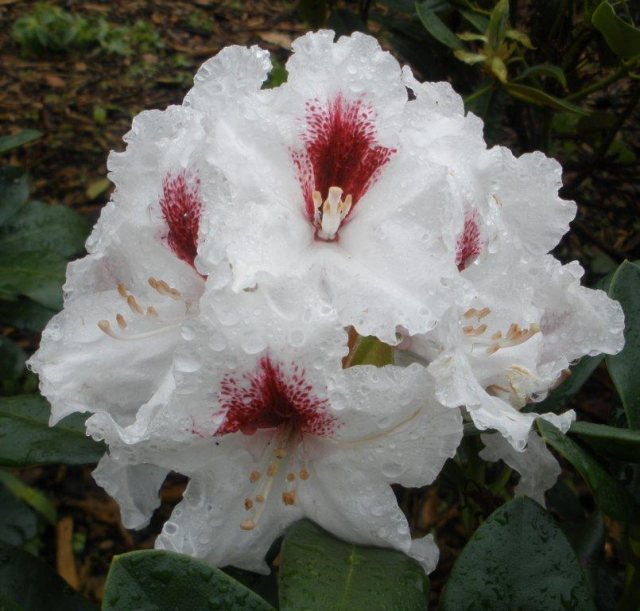 Rhododendron Picobello