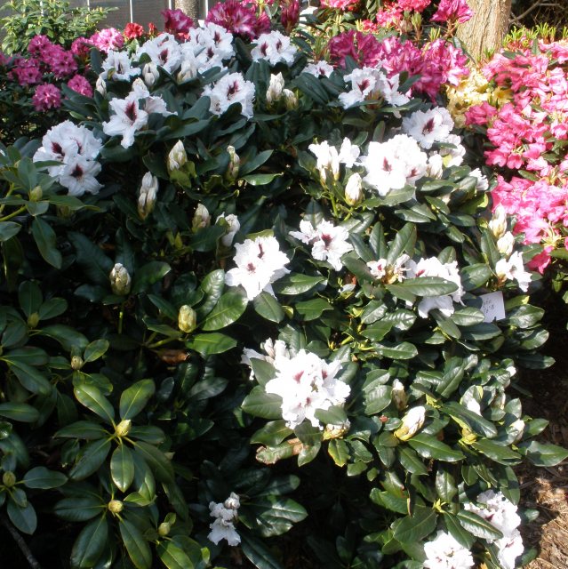Rhododendron Picobello - Millais Nurseries
