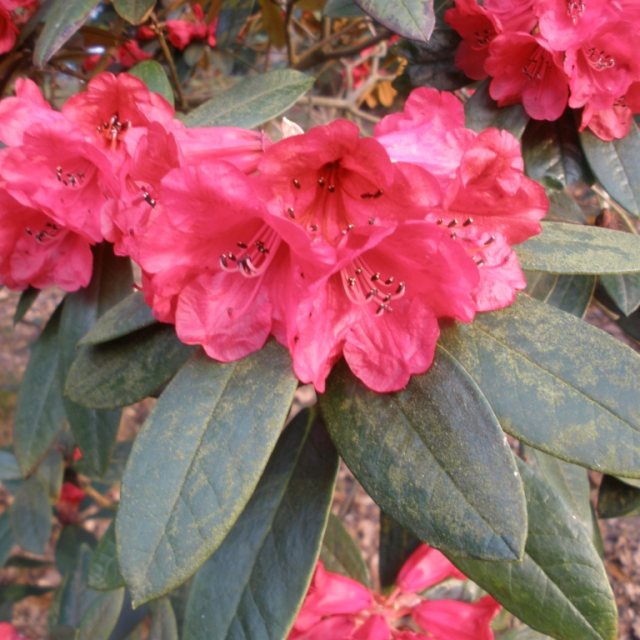 Rhododendron piercei