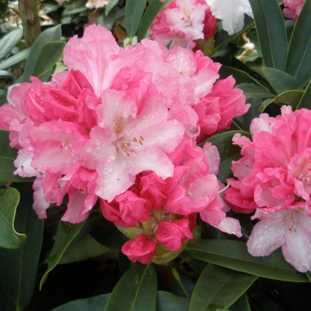 Rhododendron Pink Cherub  AGM