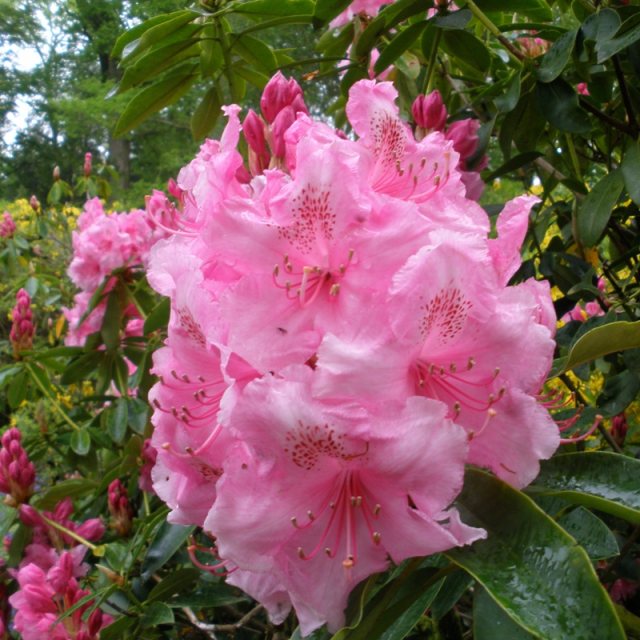 Image of Rhododendron Pink Pearl deciduous azalea in full bloom