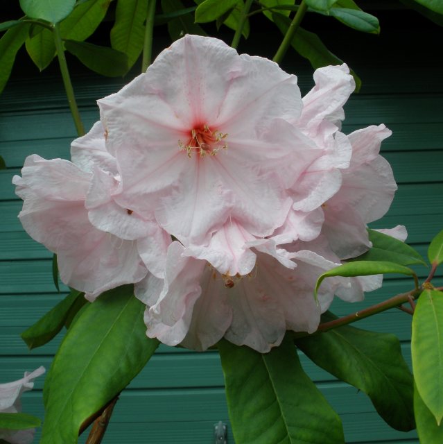 Rhododendron Pink Polar Bear - Tall Hybrid Rhododendrons - Millais Nurseries