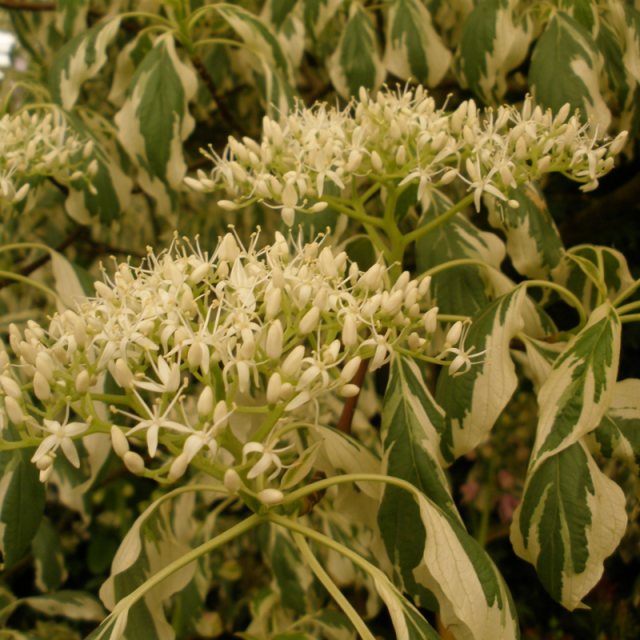 Cornus controversa Variegata  AGM