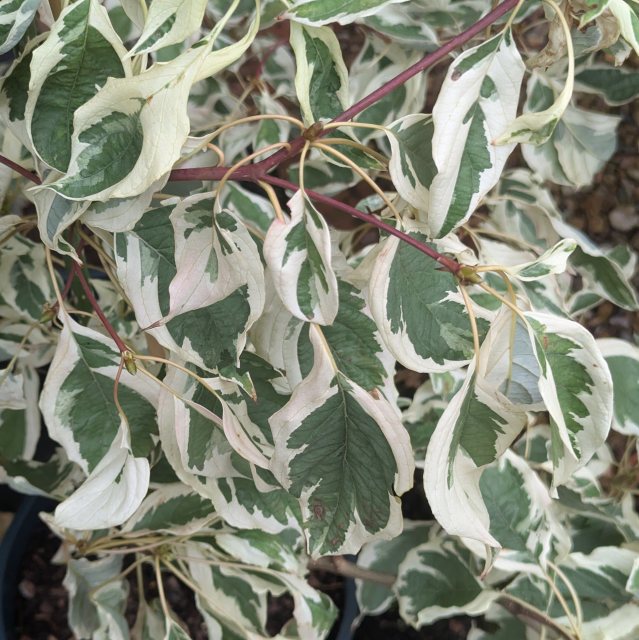 Cornus controversa Variegata - Buy Variegated dogwoods online - Millais  Nurseries