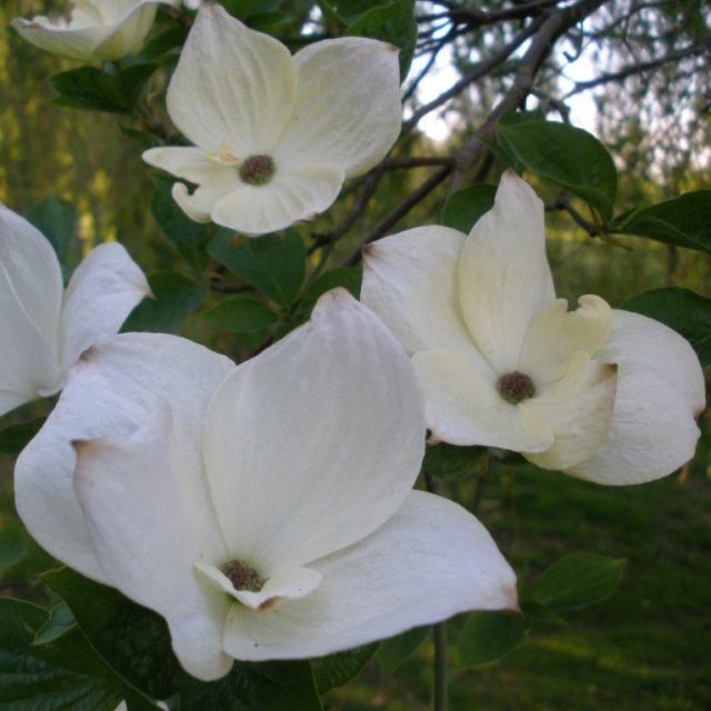 Cornus Eddie's White Wonder  AGM