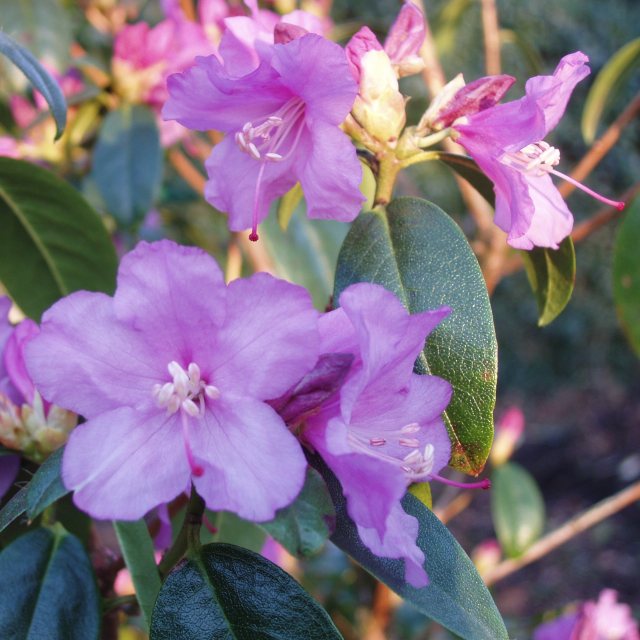 Rhododendron Praecox  AGM