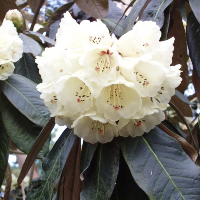 Rhododendron praestans