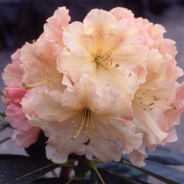 Rhododendron Pridenjoy