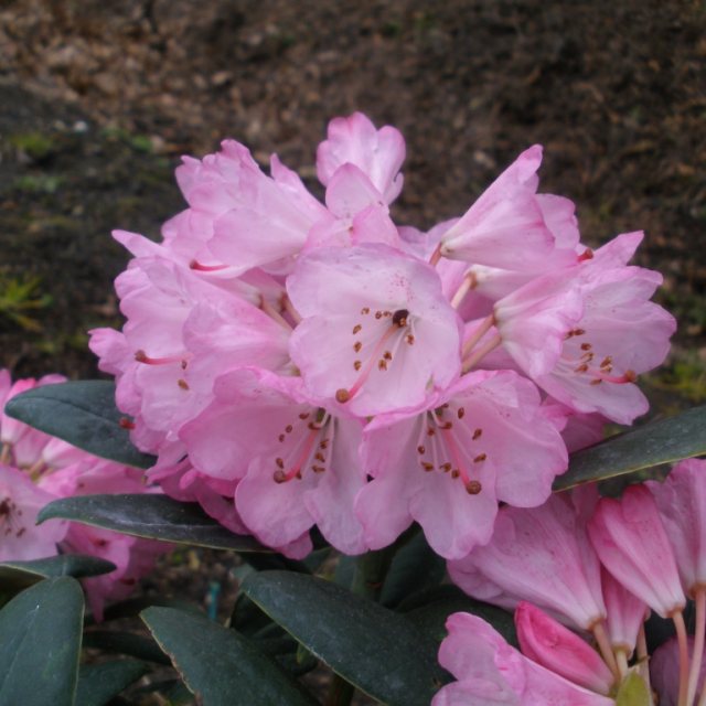 Rhododendron principis 'Lost Horizon' KW 5656