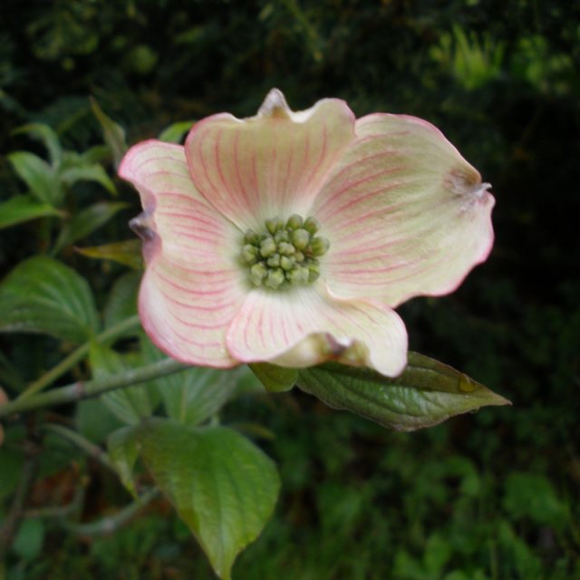 Cornus florida Cherokee Brave