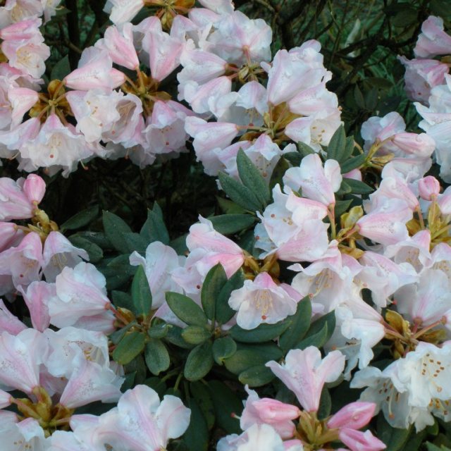 Rhododendron pseudochrysanthum 'Exbury'  AGM