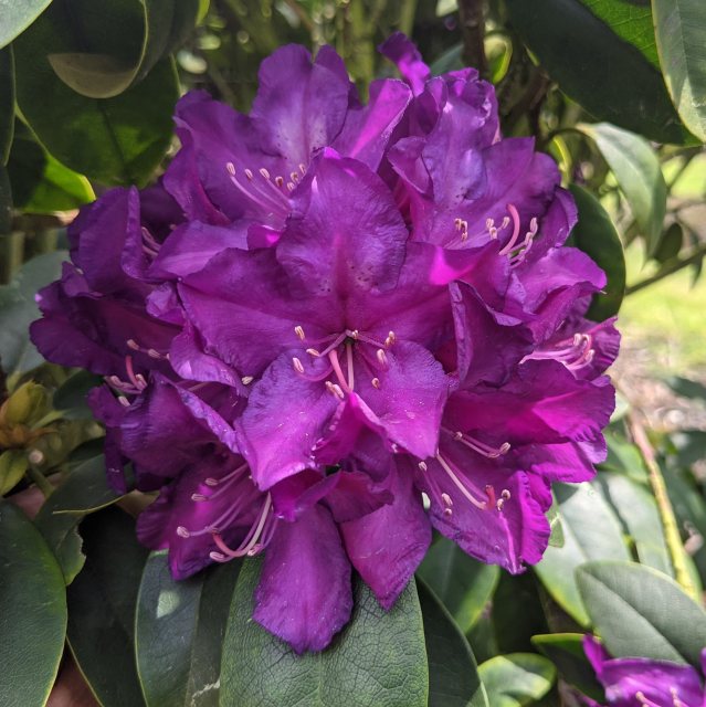 Rhododendron Purple Passion