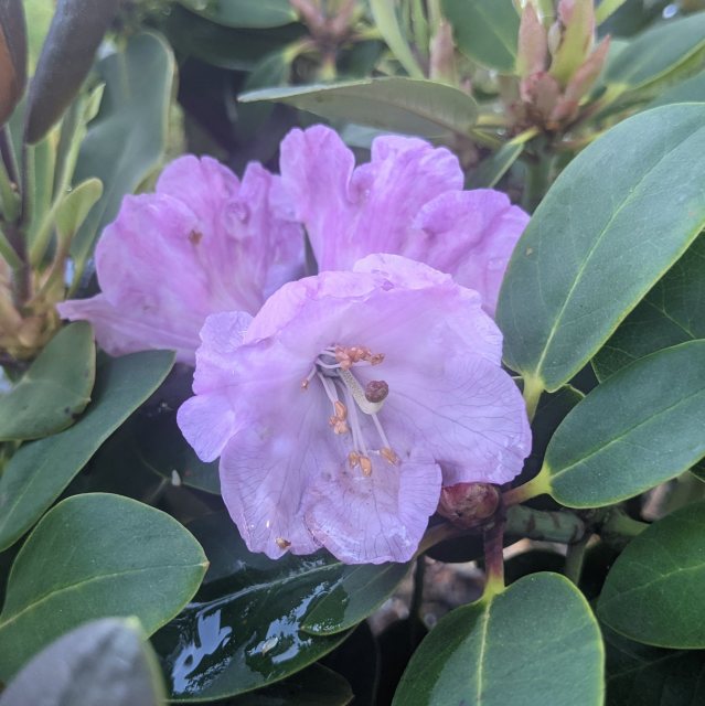 Rhododendron qiaojiaense 'Dusky Pink'