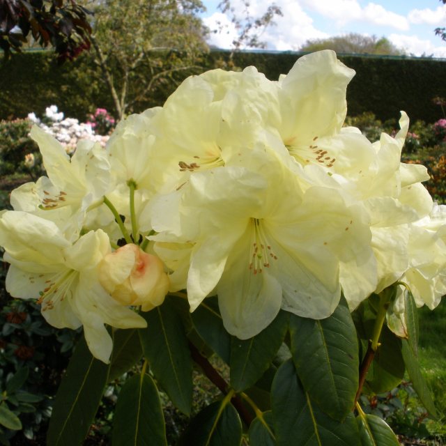 Rhododendron Queen Elizabeth II