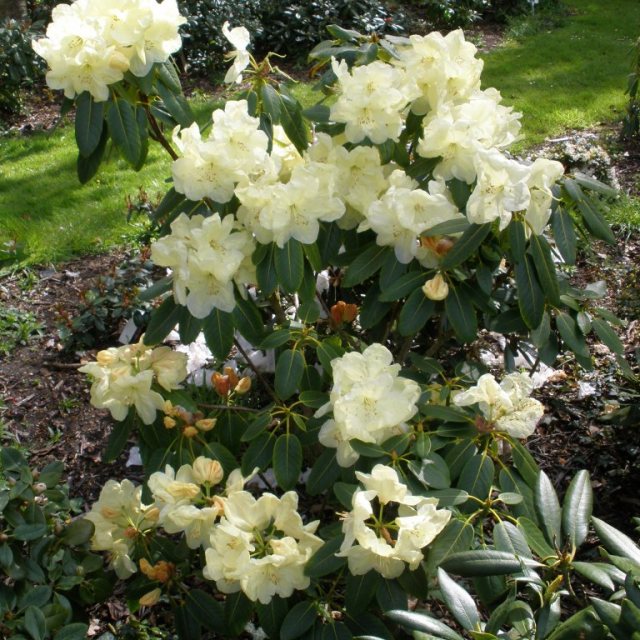 Rhododendron Queen Elizabeth II - Buy Queen Elizabeth II Rhododendrons -  Millais Nurseries