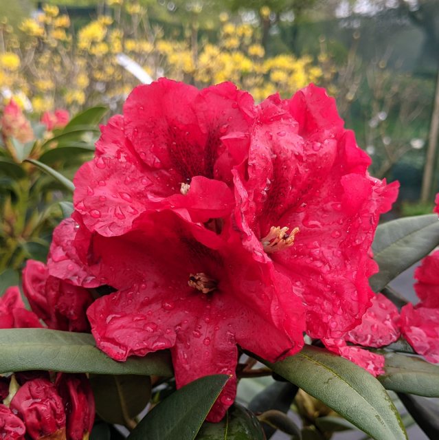 Rhododendron Rabatz