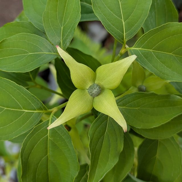 Cornus kousa 'Big Apple'