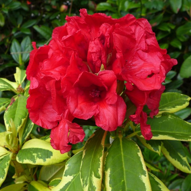 Rhododendron Red and Gold