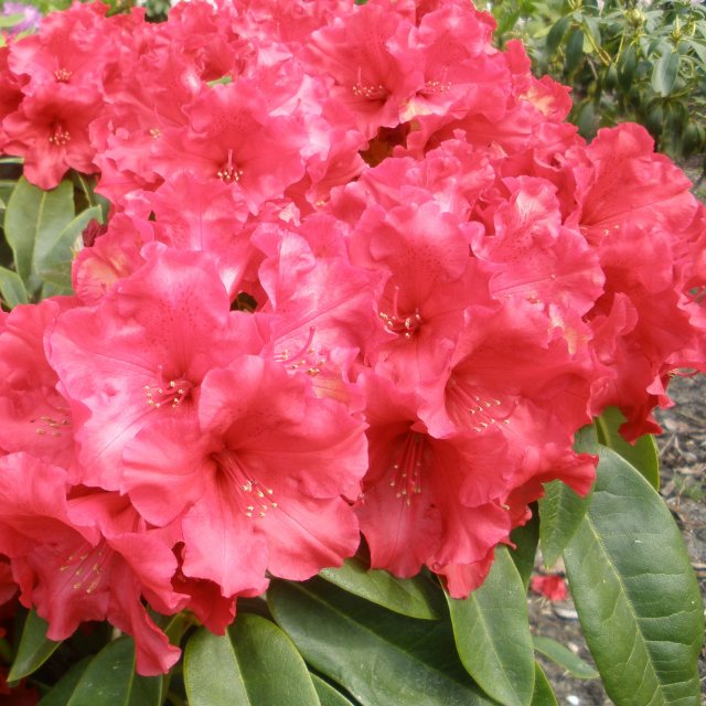 Rhododendron Red Delicious