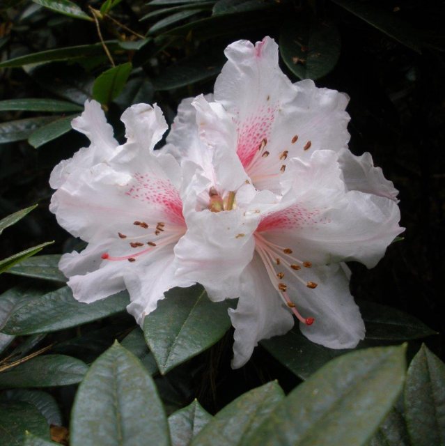 Rhododendron Red Heart