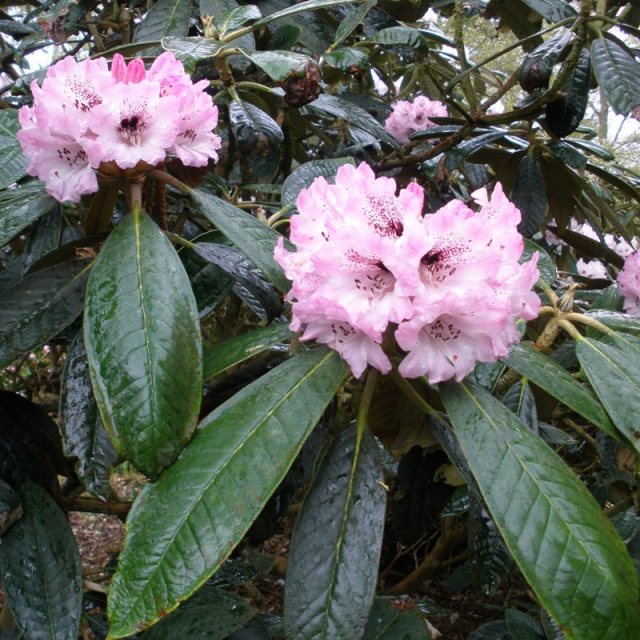 Rhododendron rex  AGM