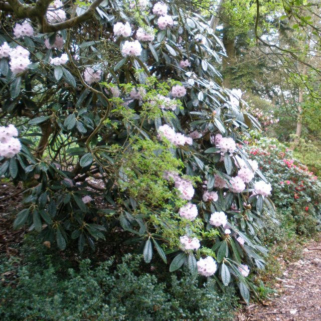 Rhododendron rex AGM - Buy Rhododendron rex online - Millais Nurseries
