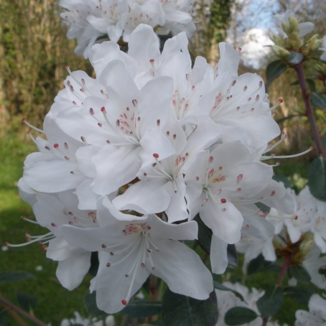 Rhododendron rigidum album