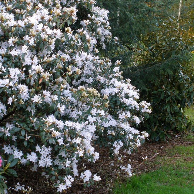baden baden rhododendron Rhododendron Baden Baden 5gal Red – Cornell Farm main image 1