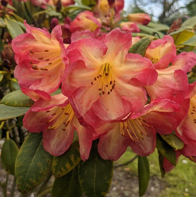 Rhododendron Ring of Fire