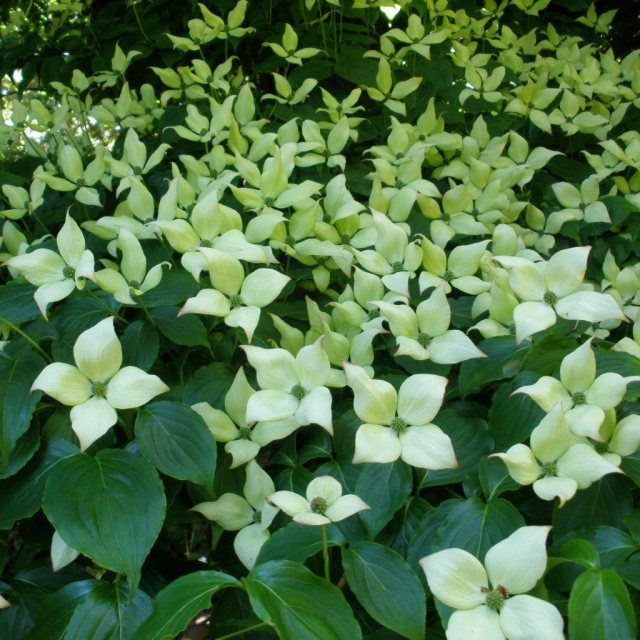 Cornus kousa chinensis