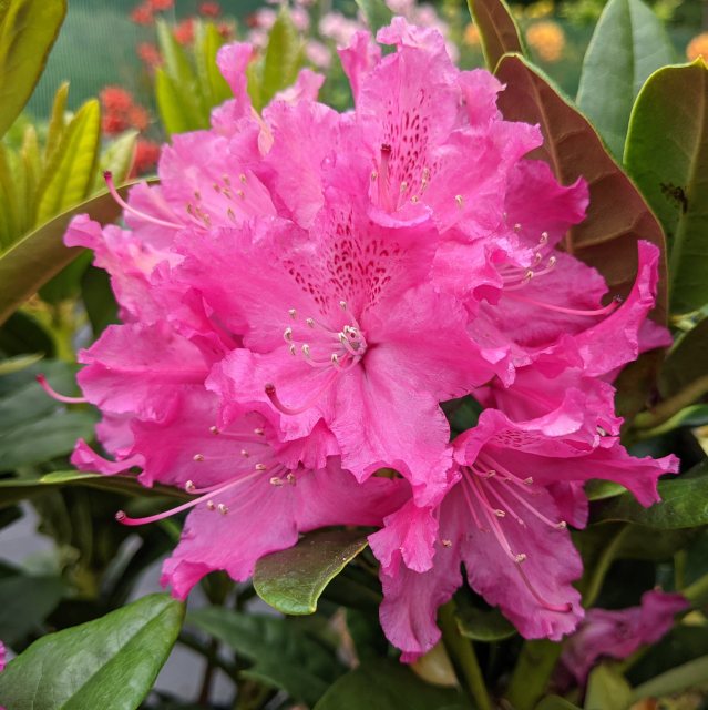 Rhododendron Rocket