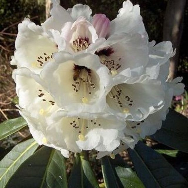 Rhododendron rothschildii