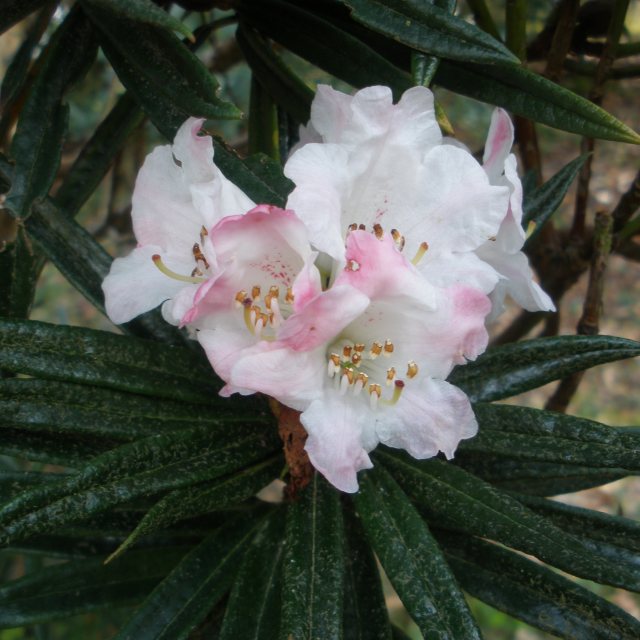 Rhododendron roxieanum var. oreonastes - Buy roxieanum Rhododendrons -  Millais Nurseries
