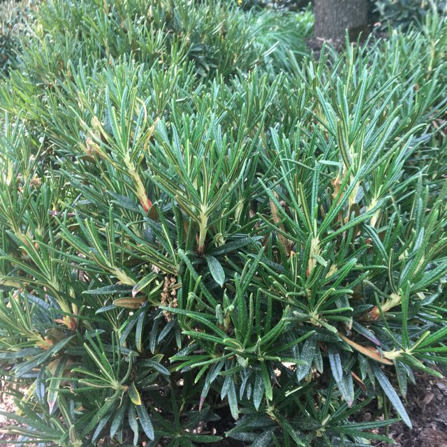 Rhododendron roxieanum var. oreonastes - Buy roxieanum Rhododendrons -  Millais Nurseries
