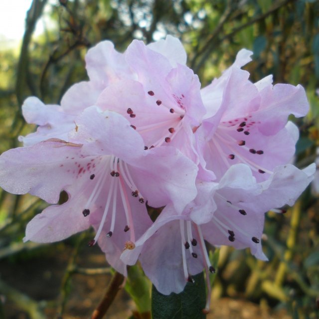 Rhododendron rubiginosum AGM