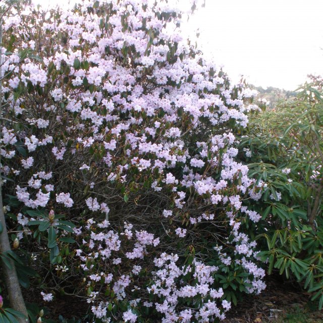Rhododendron rubiginosum - Buy rubiginosum Rhododendrons online - Millais  Nurseries
