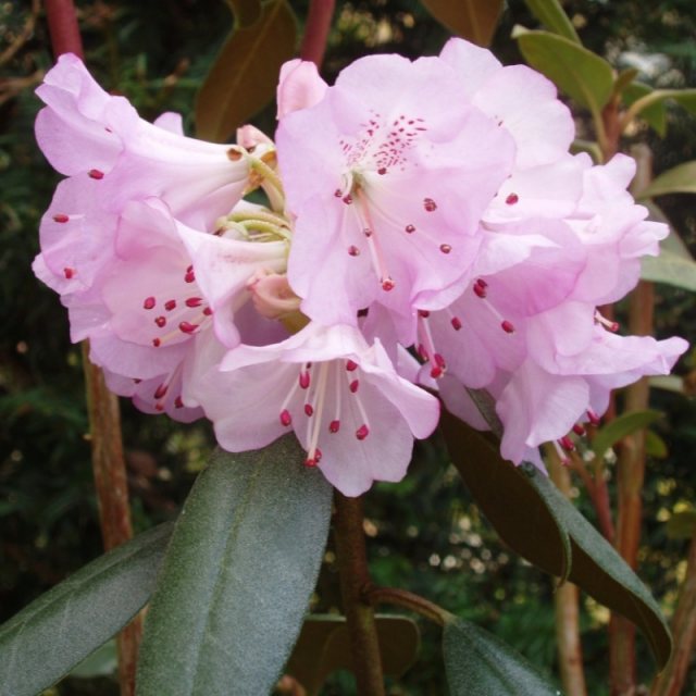 Rhododendron rubiginosum Pink form AGM