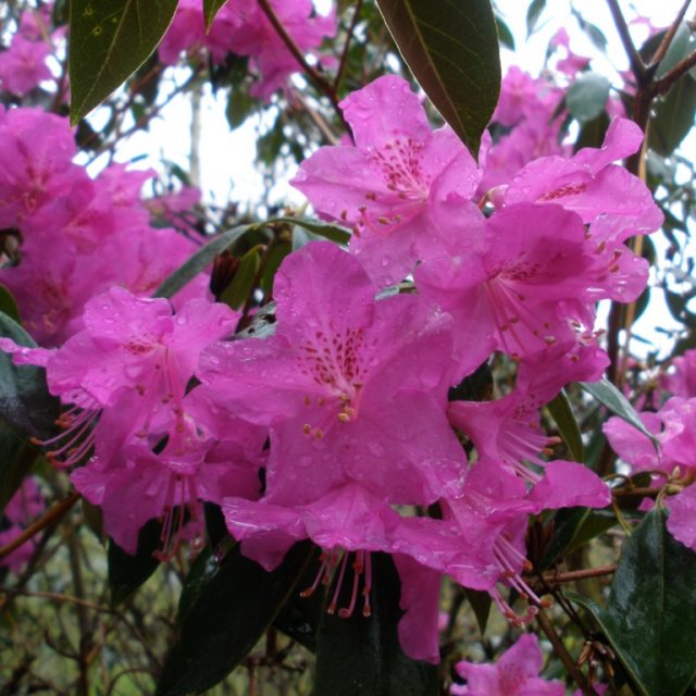 Rhododendron rubiginosum Ted Millais AGM