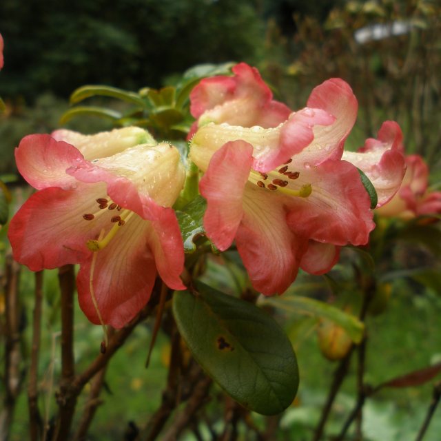 Rhododendron sanguineum Var. didymoides