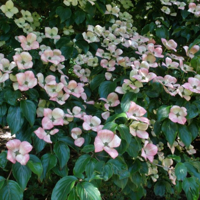 Cornus kousa Miss Satomi  AGM