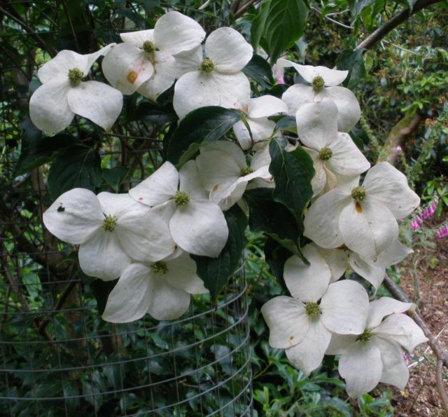 Cornus kousa National