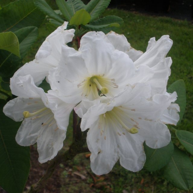 Rhododendron serotinum